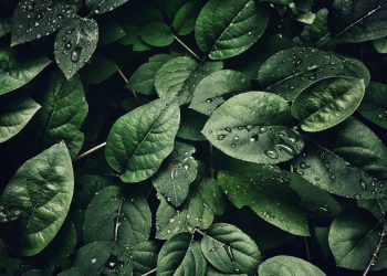 Sustainable Agriculture: Techniques and Technologies Changing the Way We Farm