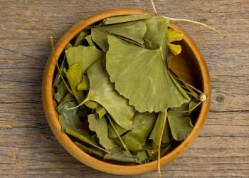 Singapore’s Secret to Sharper Memory? Try Ginkgo Supplement!