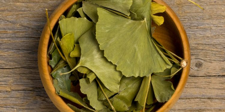 Singapore’s Secret to Sharper Memory? Try Ginkgo Supplement!