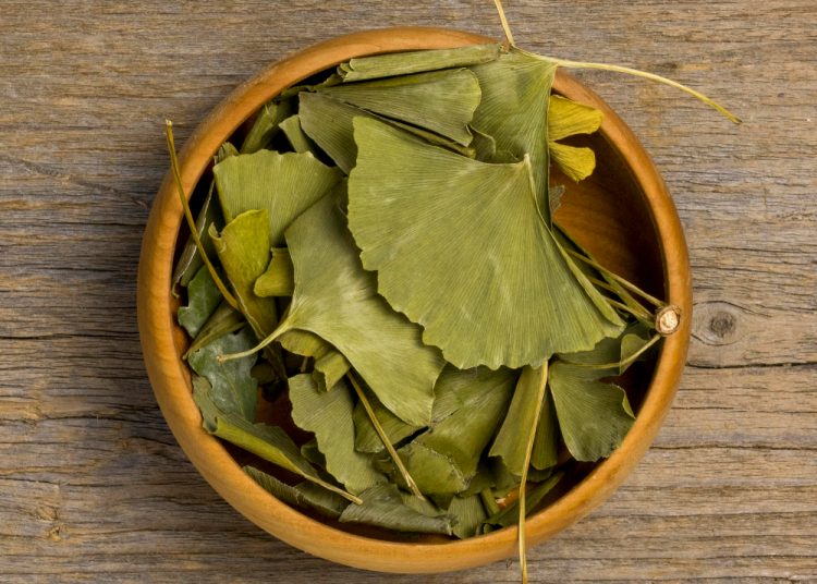 Singapore’s Secret to Sharper Memory? Try Ginkgo Supplement!